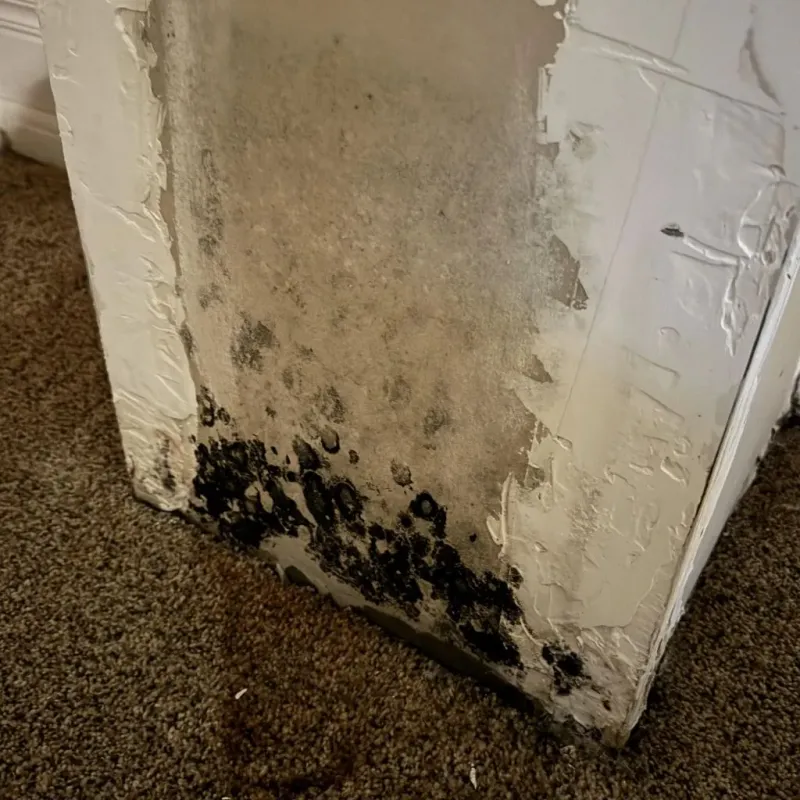 Professional Mold Removal in Rigby, ID